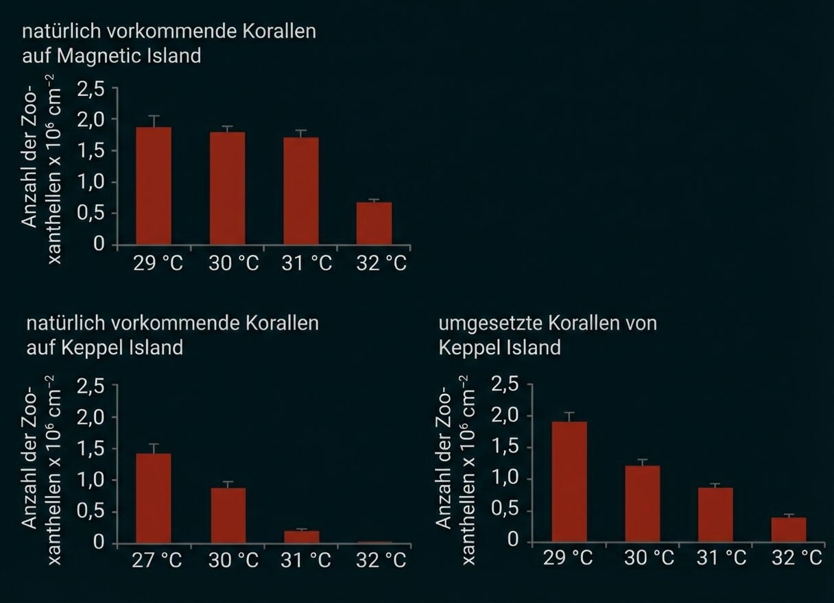 Drei Balkendiagramme zur Anzahl von Zooxanthellen in Korallen bei verschiedenen Temperaturen (Magnetic, Keppel)